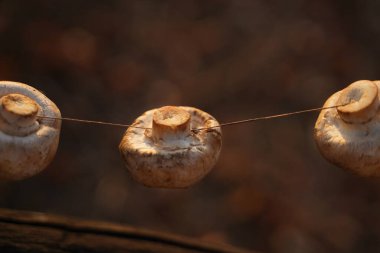 Mushrooms drying process. Close up, dark moody photo.