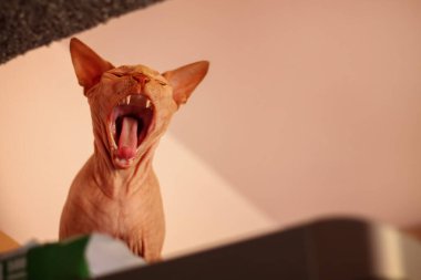 Sphinx cat opened its mouth wide. Horizontal orientation, copy space. Selective focus