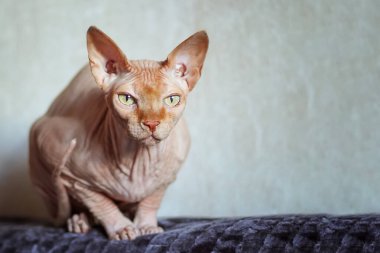 Güzel sfenks kedi portresi, kameraya bakıyor. Seçici odak