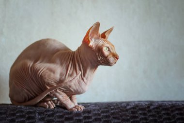 Hairless Sphynx cat on a brown background. Sitting on the couch and looking out the window. Selective focus