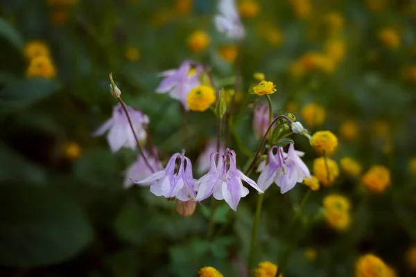 Bouquet Bright Flowers Pink Orange Yellow White Green Meadow Summer — Stock Fotó