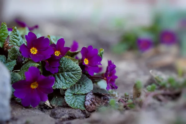 Багаторічні Первоцвіти Весняному Саду Копіювати Простір Розмитий Фон — стокове фото