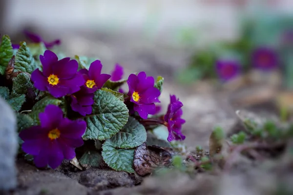Багаторічні Первоцвіти Весняному Саду Копіювати Простір Розмитий Фон Горизонтальну Орієнтацію — стокове фото