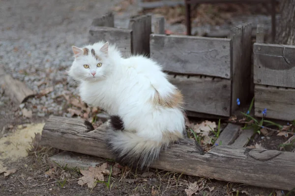 Beautiful Big Fluffy White Spotted Cat Sits Background Woodens Boxes — Photo