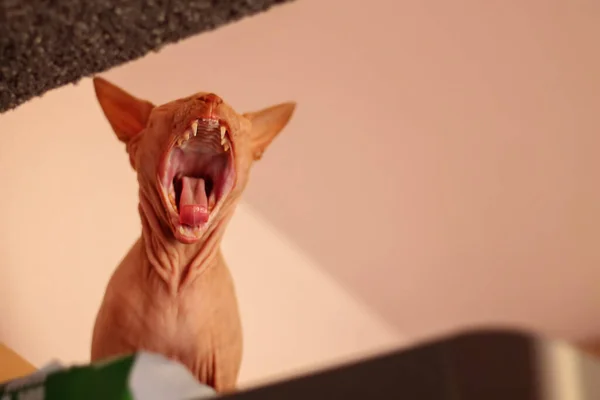 Γάτα Σφίγγα Ανοίγει Στόμα Της Και Αναστενάζει Μπεζ Φόντο Επιλεκτική — Φωτογραφία Αρχείου