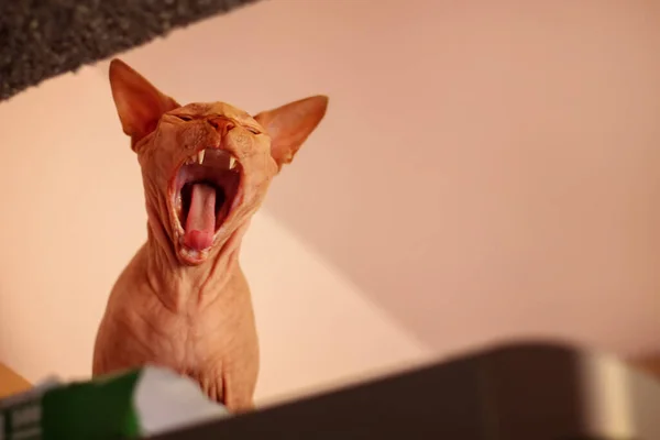 Sphinx Cat Opened Its Mouth Wide Horizontal Orientation Copy Space — Fotografia de Stock