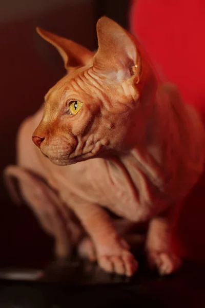 Pisica Ochi Galbeni Rasă Sfinx Stă Fundal Roșu Studio — Fotografie, imagine de stoc