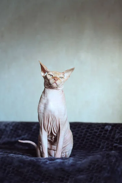 Seekor Kucing Sphinx Sedang Duduk Sofa Mata Kuning Dan Sosok — Stok Foto