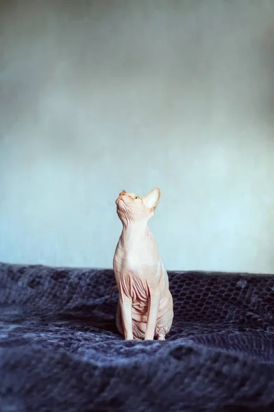 Katten Tittar Bytet Plats För Inskription Selektiv Inriktning — Stockfoto