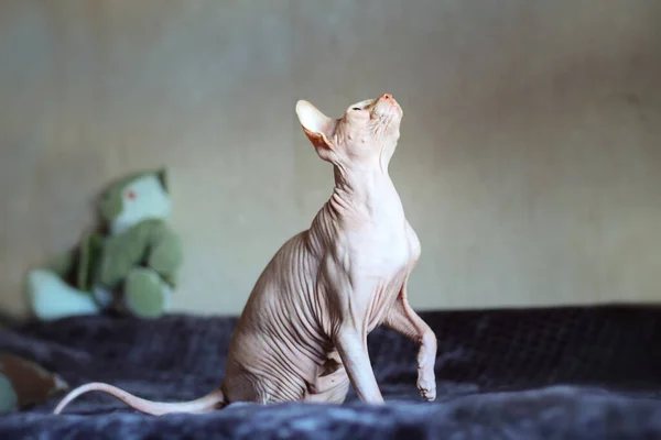 Hairless Sphynx Cat Sitting Couch Looking Out Window Selective Focus — Fotografia de Stock