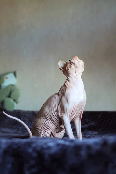 Funny canadian sphinx cat plays. Full-length portrait, looking at the window. Selective focus