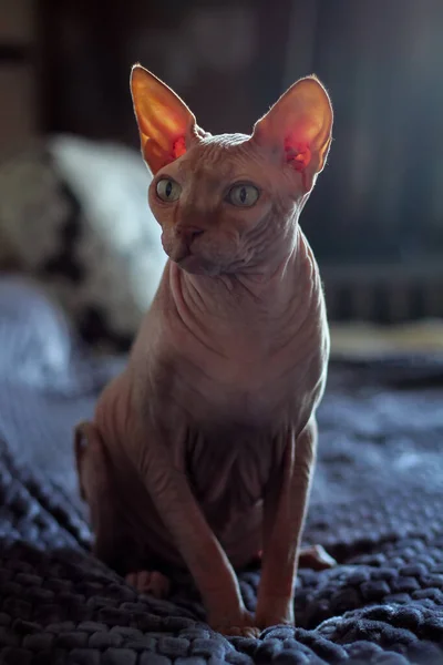 Cat Yellow Green Eyes Sphynx Breed Sits Blue Background — Stok Foto