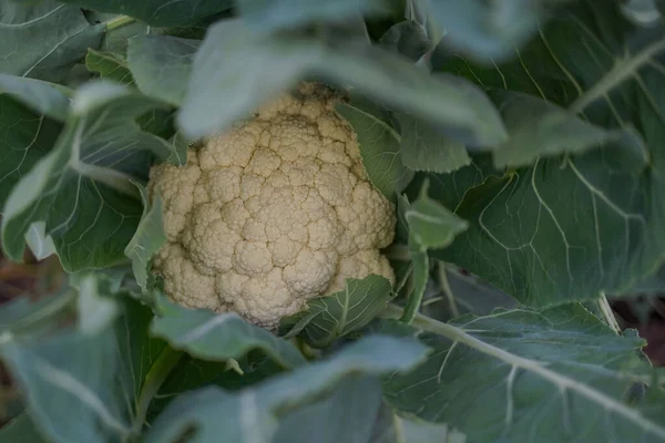 Organic cauliflower with green leaves in the garden, close up, top view. Flexitarian diet. Copy space, green background