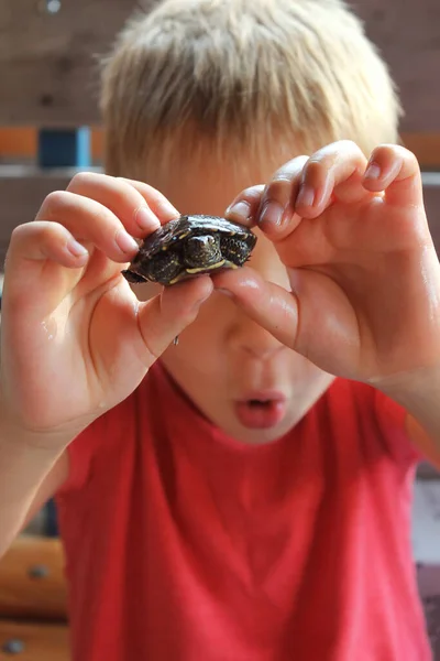 stock image The boy found a turtle and fun to play with her