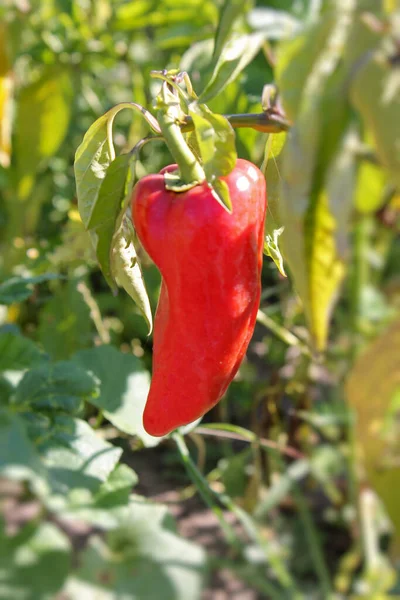 Stock image Red pepper in the open field. Organic vegetables in the garden. Copy space, blurred background, vertical orientation. Selective focus.