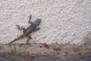 Kertenkele evi duvarda, yakın plan. Tropik bölgelerde tatiller