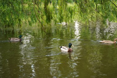 kazlar göl sonbahar ağacı altında.
