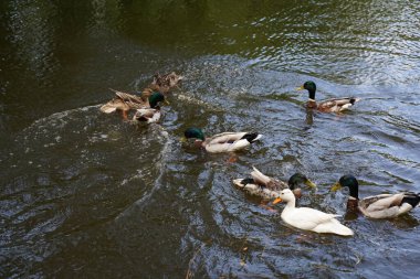 kazlar göl sonbahar ağacı altında.