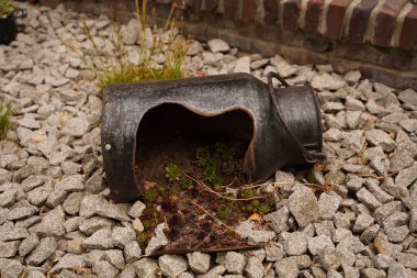 Bahçe dekorasyonu. Güneşli bir yaz gününde yeşil yosunlu eski tabaklar. Demir teneke bir çiçek bahçesi gibi taşların üzerinde..