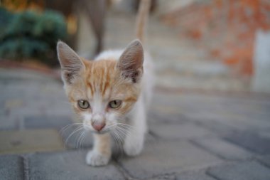 Küçük tekir kedicik, yaz günü, kırsal alanda çitlerden gizlice geçiyor. Seçici odak.