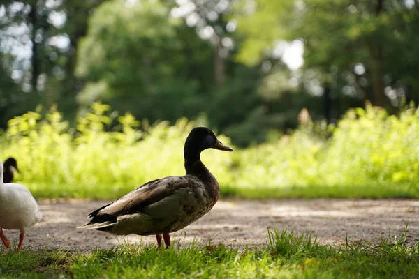 Sunny Day Cute Duck — Stock Photo, Image