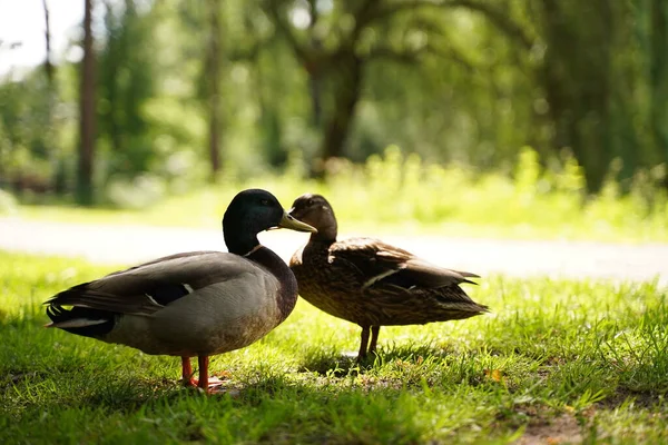 Hermosos Patos Forma Corazón Lago Luz Bengala Amor Pájaro San — Foto de Stock