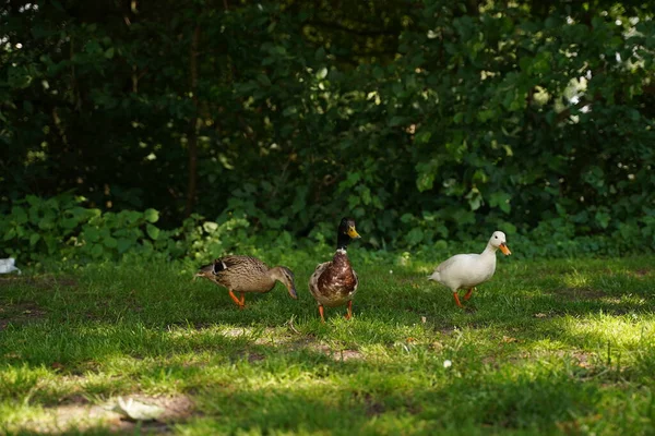 Çimenlerdeki Vahşi Ördekler Bahar Manzarası — Stok fotoğraf