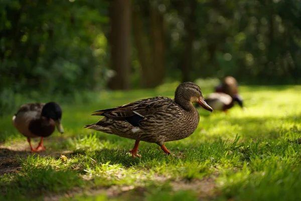 Beautiful Wild Duck Walking Mowed Lawn — Stock Photo, Image