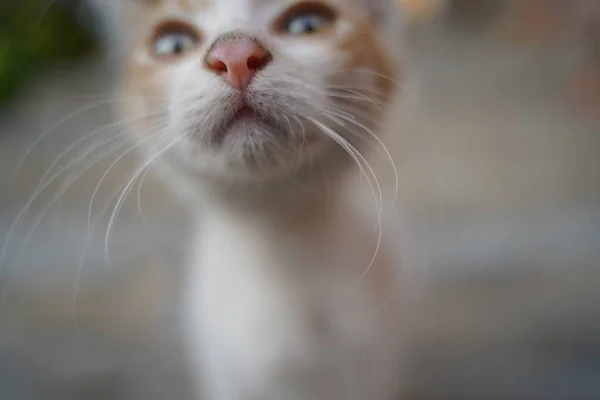 Playful kitten takes a close look at the camera. Revealing detail of eyes whiskers and other facial features. The background is in soft focus. Selective focus.