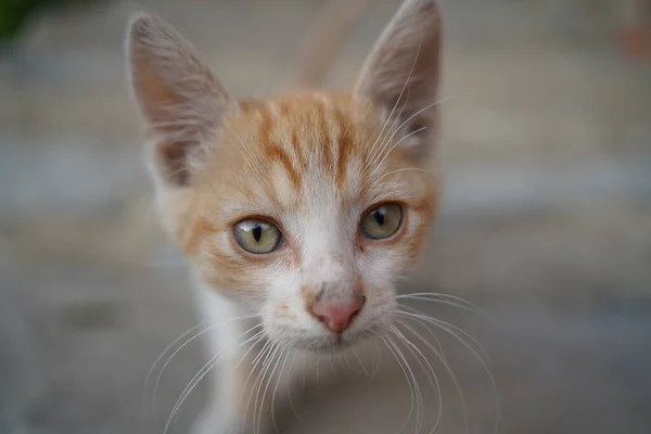 Gato Vermelho Com Olhos Grandes Olhando Para Cima Isolado Foco — Fotografia de Stock