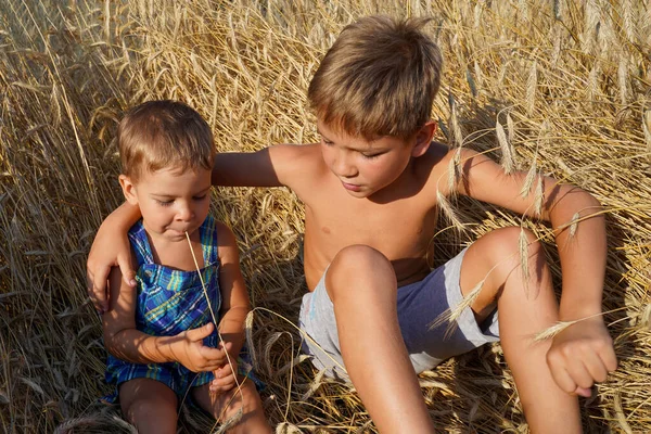 Bratři Sedí Letním Poli Mezi Pšeničnými Hřeby Rodinné Hodnoty Věčné — Stock fotografie
