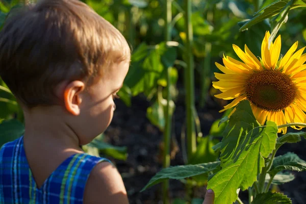 A child looks with interest at a sunflower leaf on a summer field. Focus on sunflower, selective focus, rear view. An inquisitive child. Summer cognitive rest.