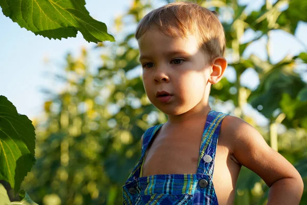 A little boy in summer clothes stands among sunflowers, a juicy summer photo. Holidays in the village with my grandmother. Happy carefree childhood.