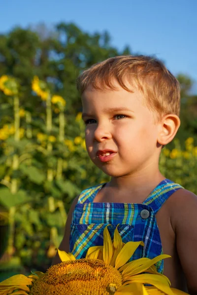 一个穿着夏装的小男孩站在向日葵中间 一张多汁的夏季照片 快乐无忧无虑的童年 — 图库照片