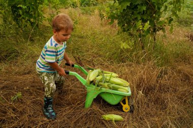 Küçük bir çiftçi çocuk mısır mahsulünü oyuncak bir el arabasında taşıyor. Mısır hasadı olan neşeli bir çocuk. Çocukların kırsal yaşamı. Babamın asistanı..