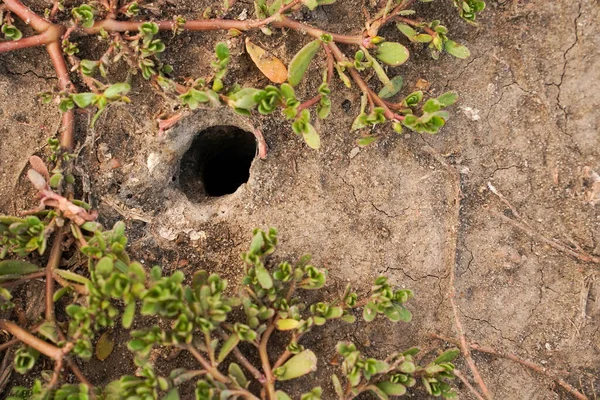 A mysterious hole in the ground.