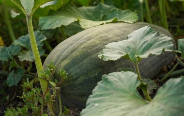 Yerde kocaman yeşil çizgili bir kabak. Yakın plan. Bahçede olgun, koyu yeşil bir kabak. Çiftlikte organik sebze yetiştirme ve hasat.