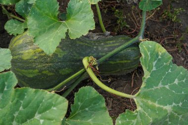 Olgun yeşil kabak, yeşilliklerin arasında yerde yatar. Bahçede olgun, koyu yeşil bir kabak. Çiftlikte organik sebze yetiştirmek ve hasat etmek. Üst görünüm