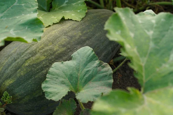 stock image Mature dark green zucchini in the garden. A huge green striped zucchini on the ground close-up. Cultivation and harvesting of organic vegetables in farm.