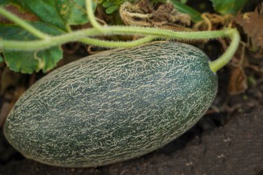 Olgun yeşil kavun. Bahçede yeşil yapraklar içinde büyüyen kavun.