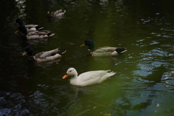 雄鸭和母鸭在水塘边游泳 寻找食物 有选择的重点 — 图库照片
