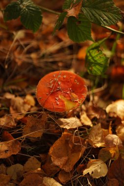Uç Agaric Amanita muscaria Yukarıdan görüldü.
