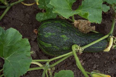 Kabak, yere yat. Yapraklı yeşil sebze. Organik çiftlik bahçesi. Köydeki sebze tarlası. Sebzelerin üzerine çiy damlaları. Beslenme için organik malzemeler. Vejetaryen yemeği.