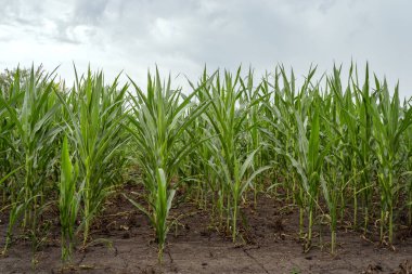 Cornfield. Young shoots of corn. Organic corn. Farm field with corn. Organic plant growing.