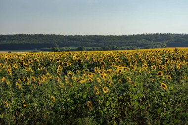 Ön planda ayçiçekleri, arka planda buğday tarlaları, uzakta orman olan bir tarla. Tarlalar ve orman. Organik ürün üretimi. Seçici odak, bulanık arkaplan.