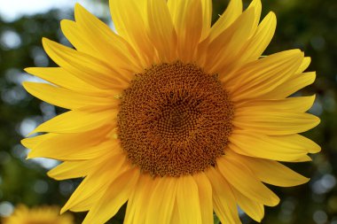 Sarı ayçiçeği kafasının yakın çekimi. Ayçiçekli organik tarım arazisi. Sağlıklı beslenme.