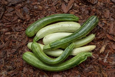 White zucchini of a fancy shape close-up. Vegetables top view. Vegetables on the ground top view. Healthy and environmentally friendly products.