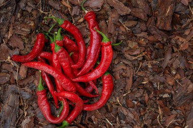 Red chili pepper lies on the mulch top view. Spicy vegetables. Seasoning vegetables. Pepper for hot sauce.