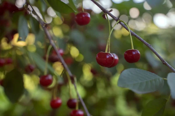 Cherries Orchard Ripe Cherry Green Foliage Close Blurred Background Organic — Stockfoto