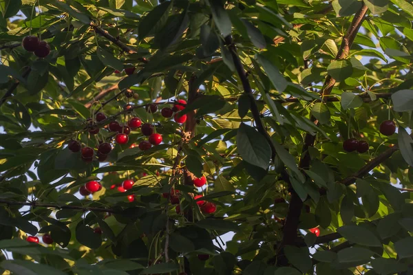 Cherry Tree Many Red Cherries Hang Green Foliage Organic Gardening — Stockfoto